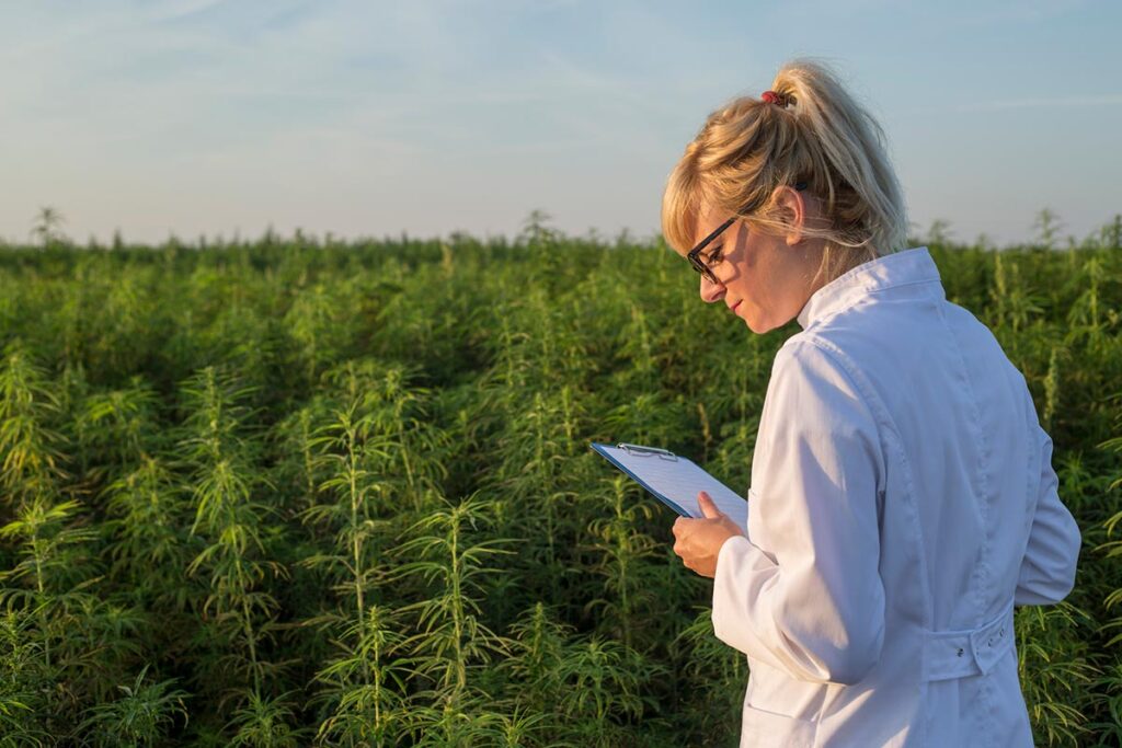 A scientist is observing a floral hemp in the open to analyze the hemp industry growth.