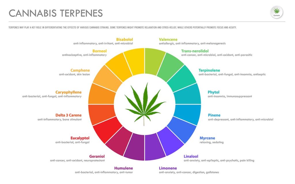 This illustration shows a variety of common cannabis terpene profiles with a list of its benefits.