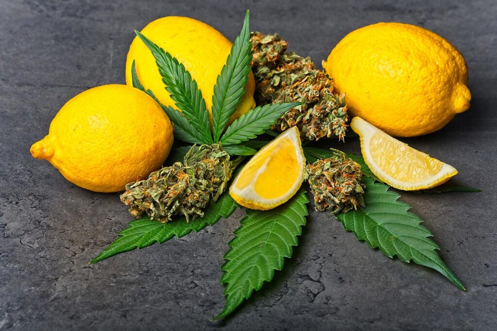 Yellow lemons and cannabis flowers show that terpene profiles are important for its therapeutic profile.