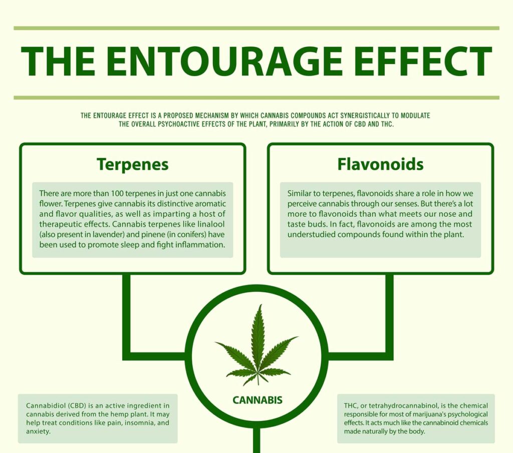 This infographic explains the Entourage Effect and how it helps us understand the role of terpenes in the cannabis experience.