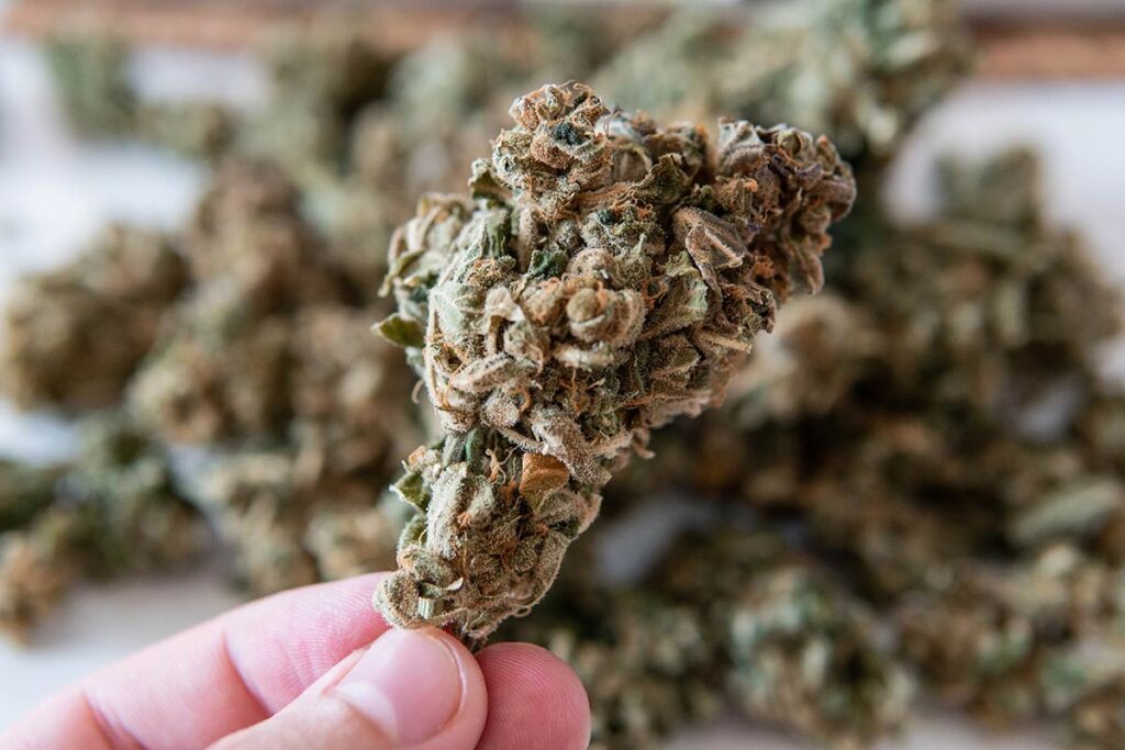 A THCA flower bud shows us the benefits of minor cannabinoids.